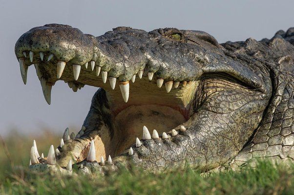 Nile crocodile